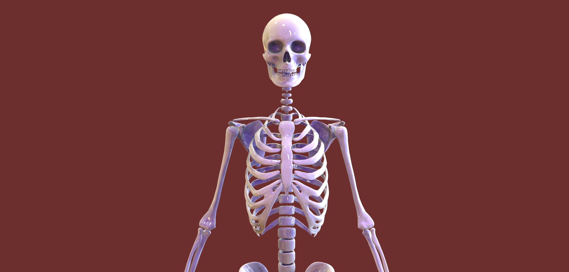 مدل سه بعدی اسکلت بدن انسان